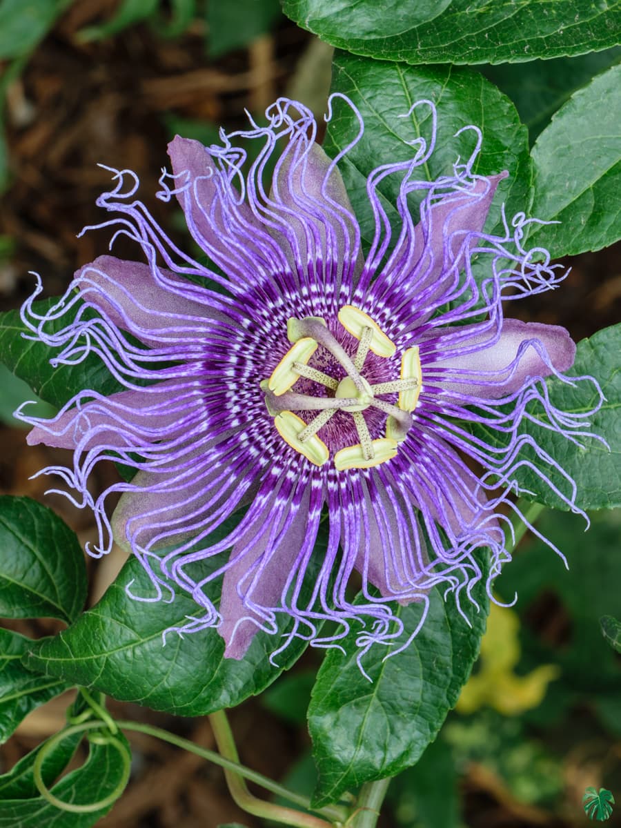Passiflora, Passion flower | Spagyric Tincture