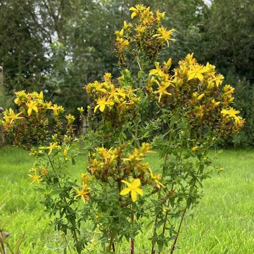 St John's wort | Spagyric tincture