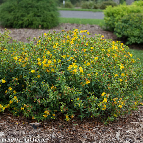 St John's wort | Spagyric tincture