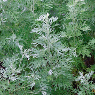 Wormwood | Spagyric tincture 50 ml