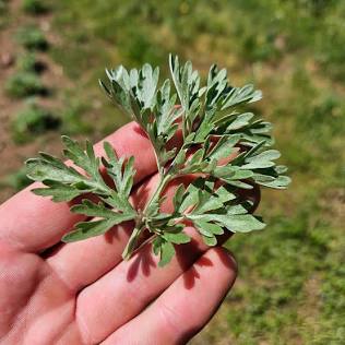 Wormwood | Spagyric tincture 50 ml