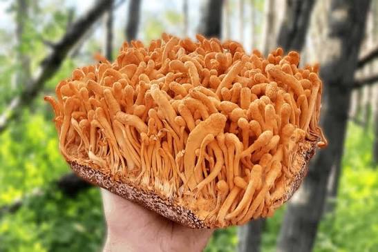 CORDYCEPS