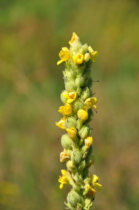 Mullein oil, steam distilled 15 mL