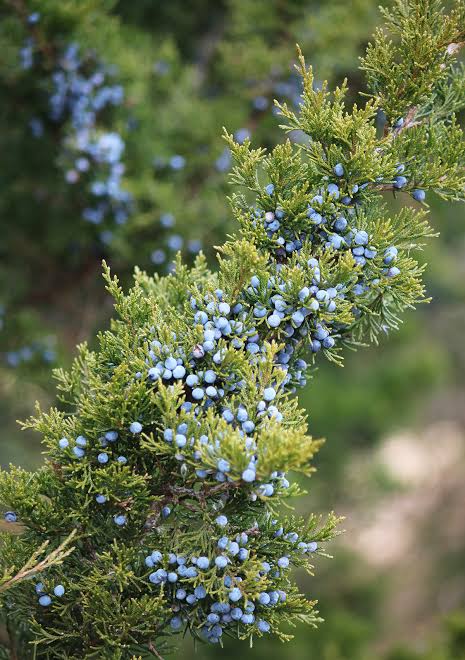 Juniper steam distilled oil