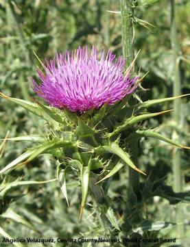 Milk Thistle| Spagyric tincture