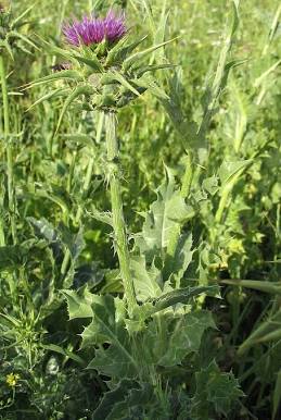 Milk Thistle| Spagyric tincture