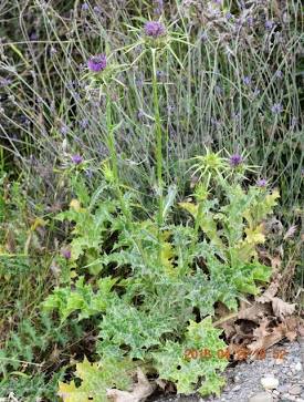 Milk Thistle| Spagyric tincture