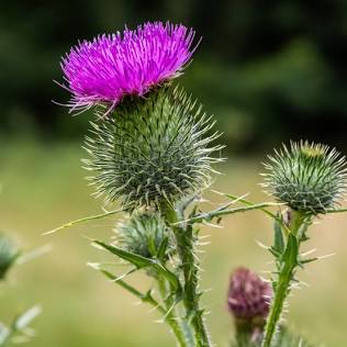 Milk Thistle| Spagyric tincture