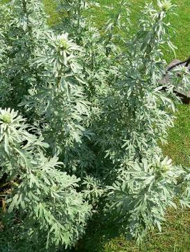 Wormwood | Spagyric tincture 50 ml
