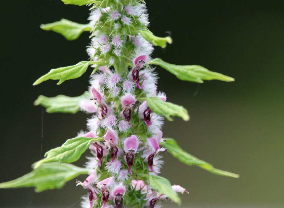 Motherwort spagyric Tincture 50 ml