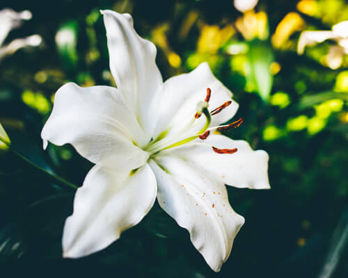 Lily Flower ' Steam Distilled oil