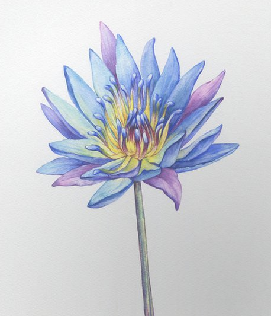 Blue Lotus Steam Distilled Oil