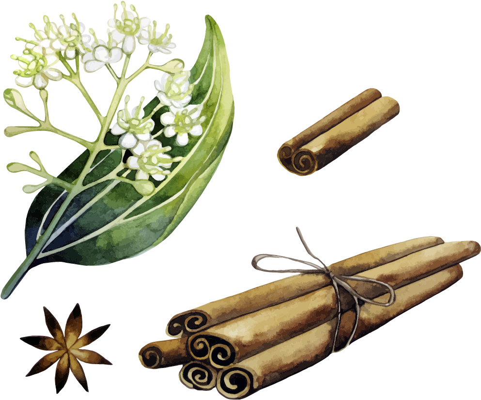Cinnamon Steam Distilled Oil