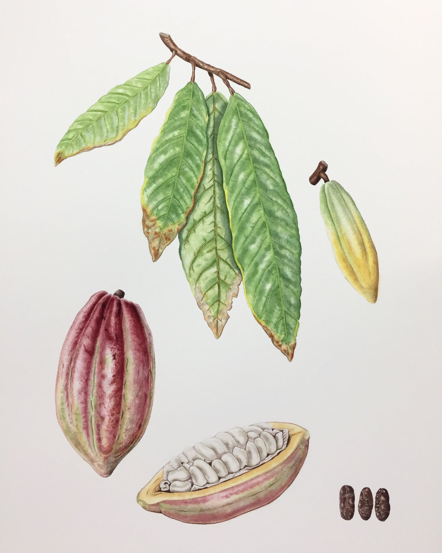 Cocoa Steam Distilled Oil