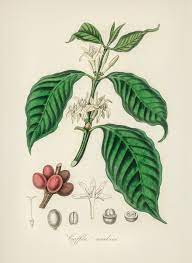 Coffee Steam Distilled Oil