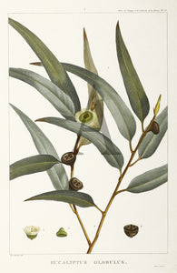 Eucalyptus Steam Distilled Oil