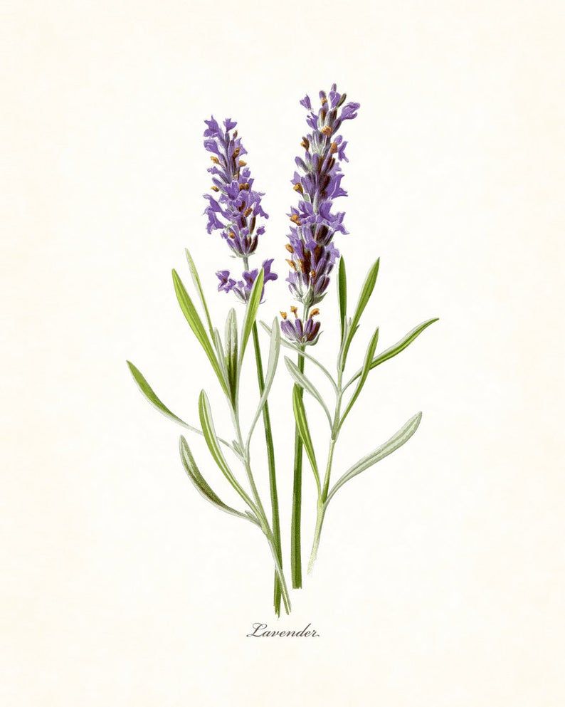 Lavender Steam Distilled Oil