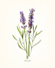 Load image into Gallery viewer, Lavender Steam Distilled Oil