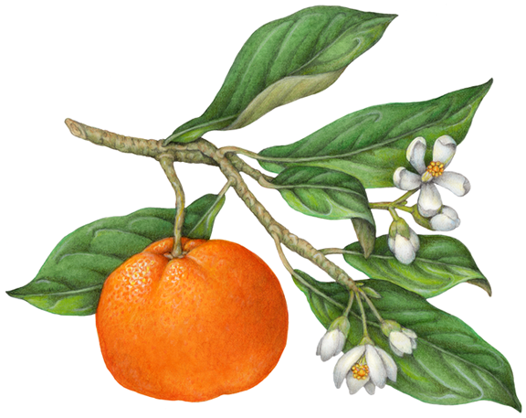 Orange Steam Distilled Oil