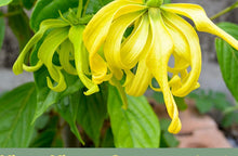 Load image into Gallery viewer, Ylang Ylang Steam Distilled Oil