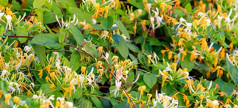 Honeysuckle Steam Distilled Oil