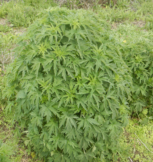 Motherwort spagyric Tincture 50 ml