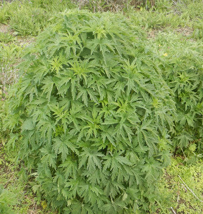 Motherwort spagyric Tincture 50 ml