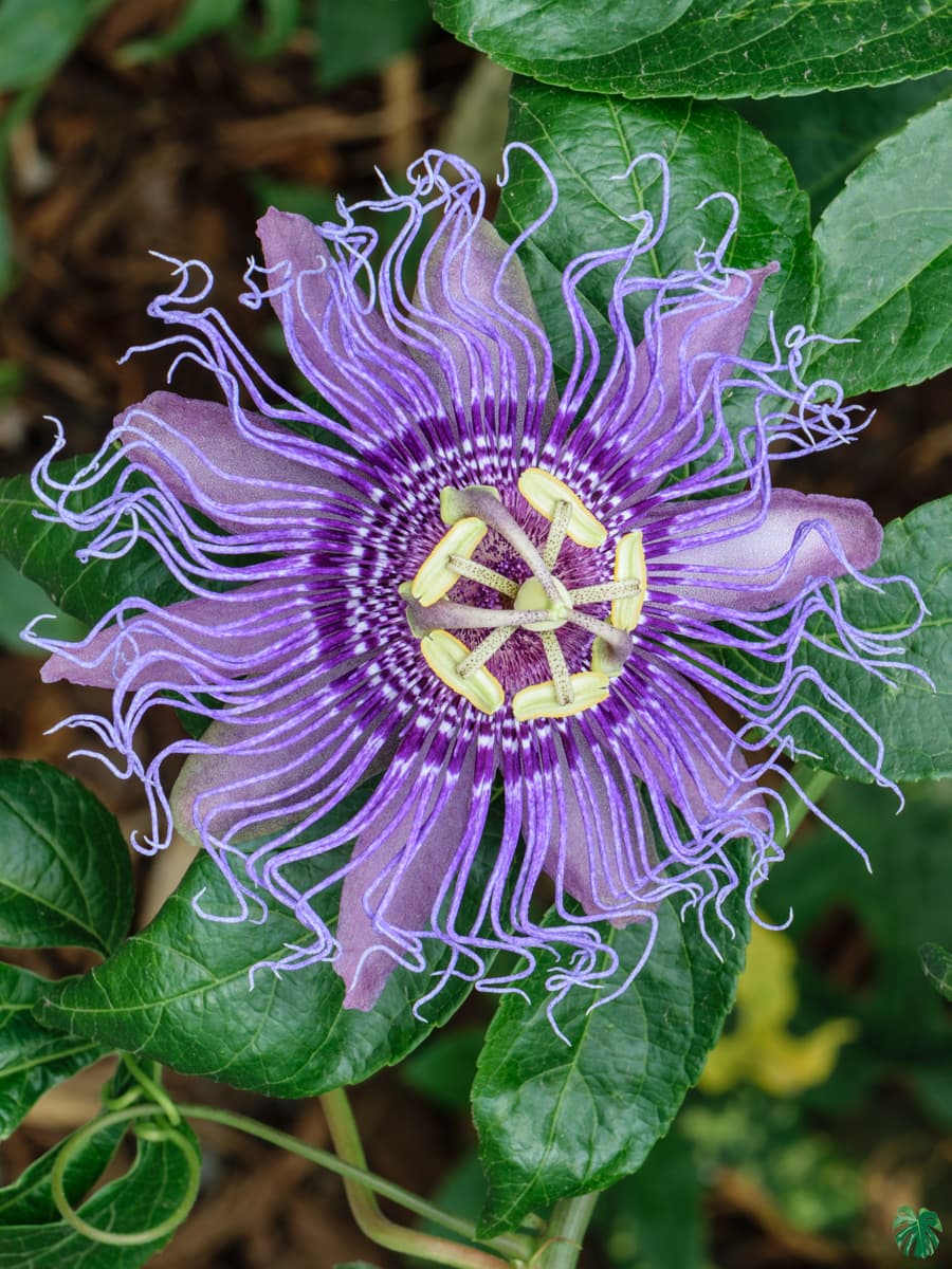 Passion Flower ' Steam Distilled oil