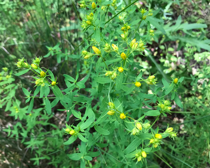 St John's wort | Spagyric tincture