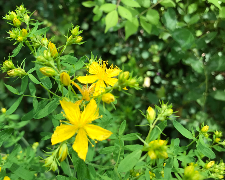 St John's wort | Spagyric tincture