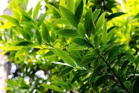 Bay Leaf' Steam distilled oil