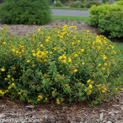 St John's wort | Spagyric tincture