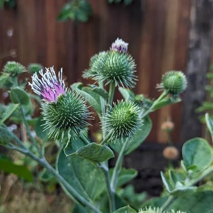 Burdock | Spagyric Tincture