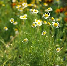 Chamomile Steam Distilled Oil