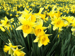 Daffodil Flower  ' Steam distilled oil