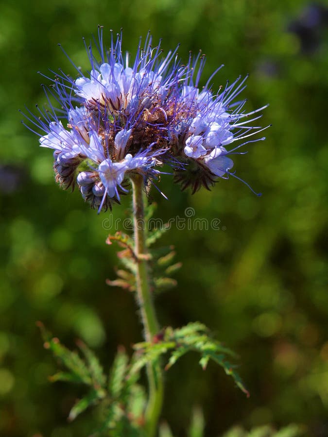 Blue Tansy oil. Steam distilled