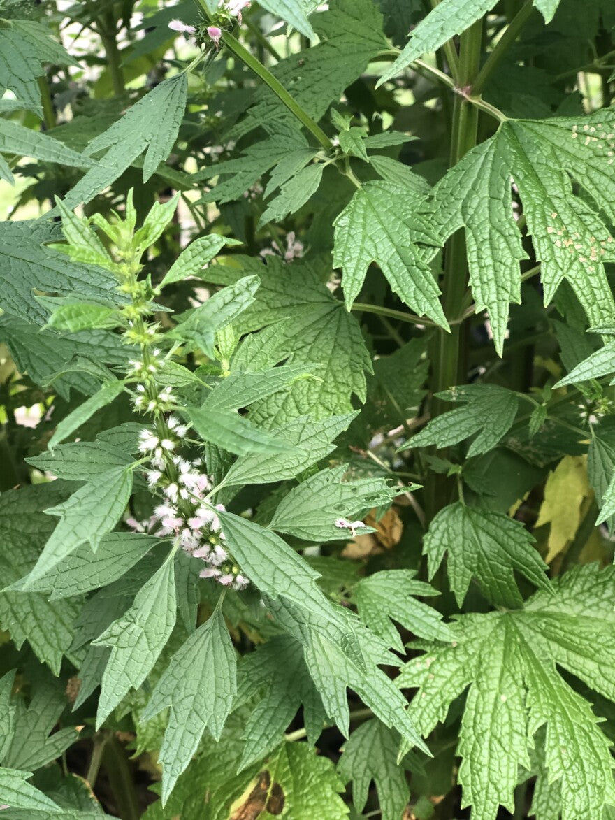 Motherwort spagyric Tincture 50 ml