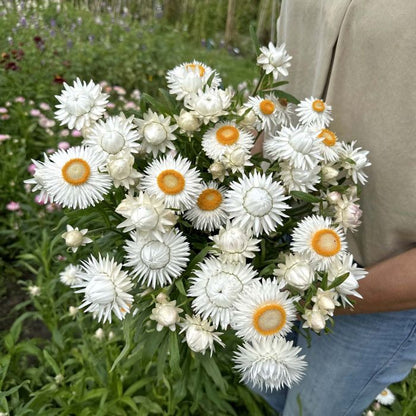 Helichrysum Flower ' Steam distilled oil