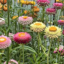 Helichrysum Flower ' Steam distilled oil