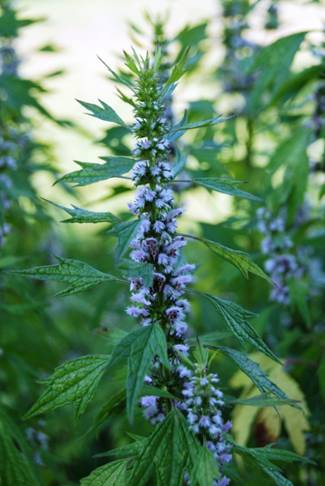 Motherwort spagyric Tincture 50 ml