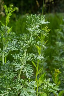 Wormwood | Spagyric tincture 50 ml