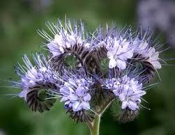 Blue Tansy oil. Steam distilled