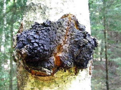 Chaga mushroom powder