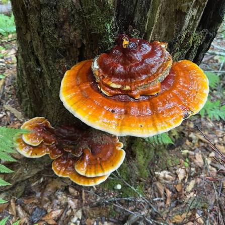 Reishi mushroom powder