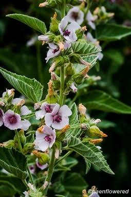 Marshmallow Spagyric Tincture 50 ml