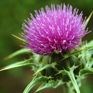 Milk Thistle| Spagyric tincture