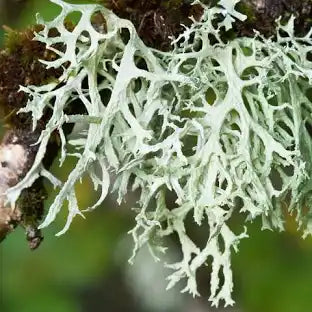 Lichen / Oakmoss ' Steam distilled oil