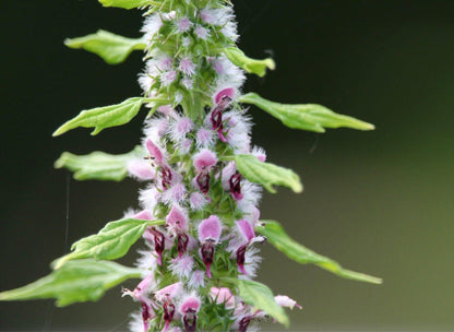 Motherwort spagyric Tincture 50 ml