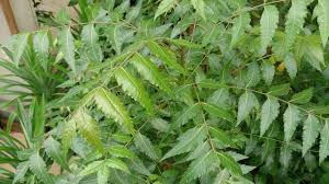 Neem Leaf' Steam distilled oil