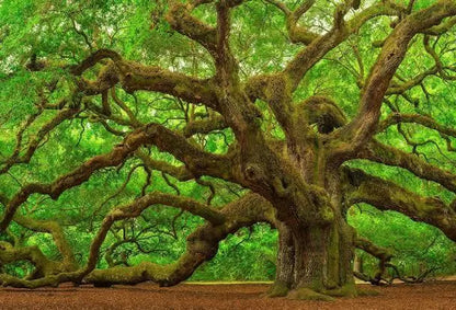 Oak, Spagyric Tincture 50 ml